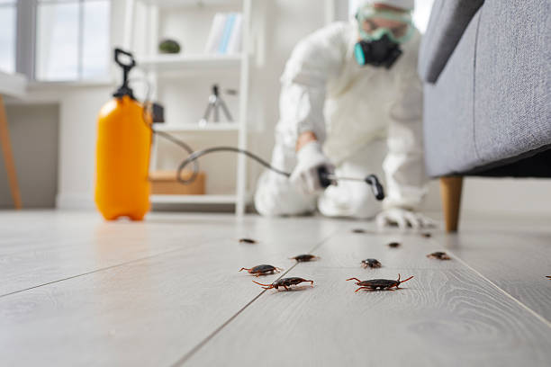Affordable Termite Control solutions in Mill City, OR